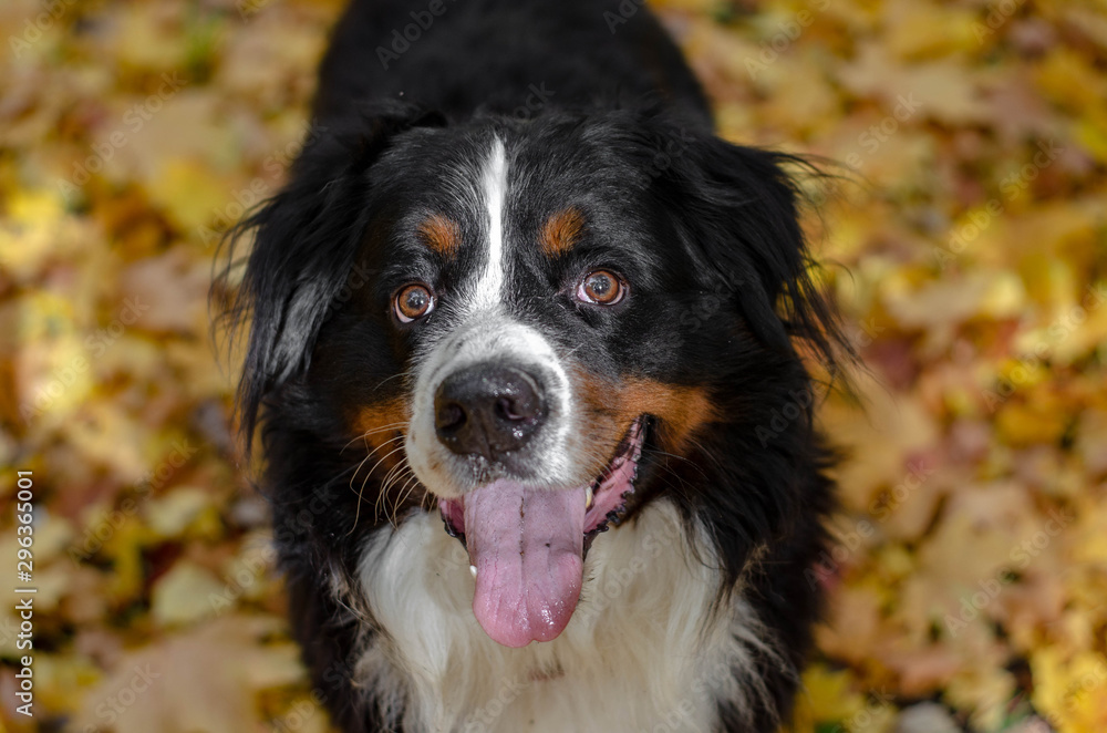bernese mountain dog with autumn yellow and red leaves. dog head smile