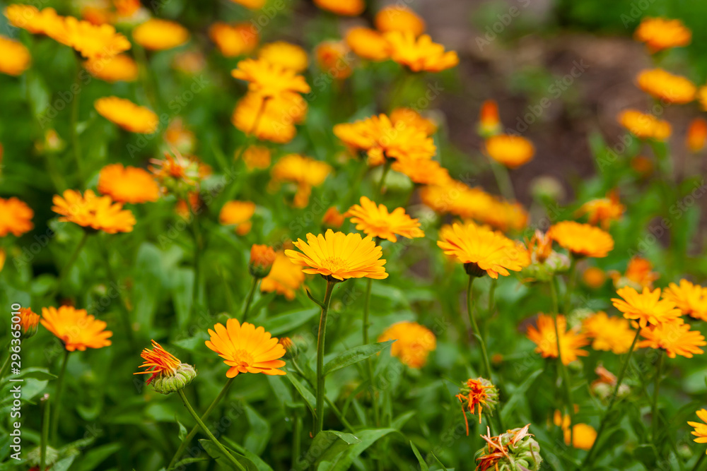 Calendula officinalis, the pot marigold, ruddles, common marigold or Scotch marigold. Calendula flowers as a background. Calendula officinalis, the pot marigold, ruddles, common marigold or Scotch marigold. Calendula flowers as a background.