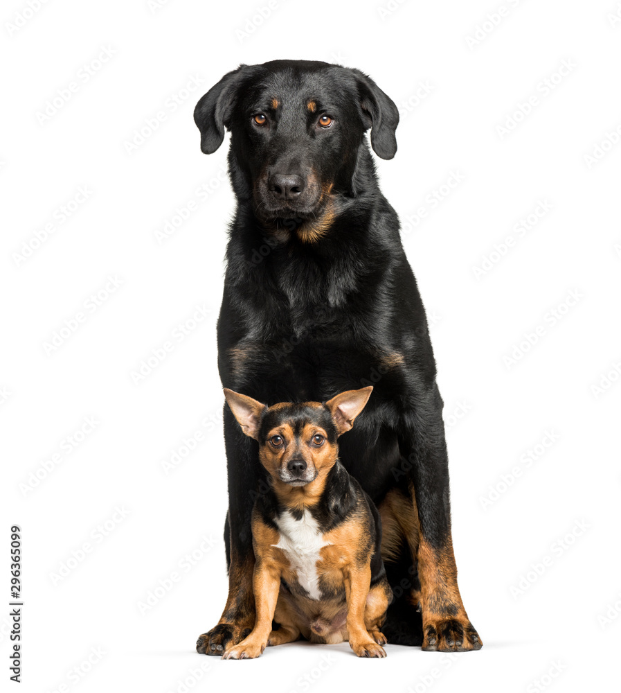 Beauceron with a mixed-breed dog sitting isloated on white