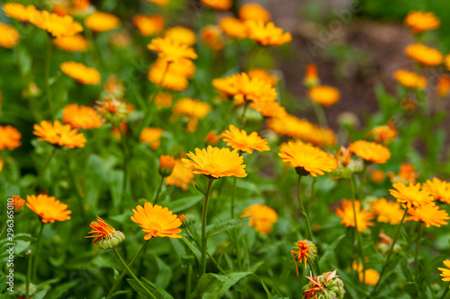 Calendula officinalis, the pot marigold, ruddles, common marigold or Scotch marigold. Calendula flowers as a background.