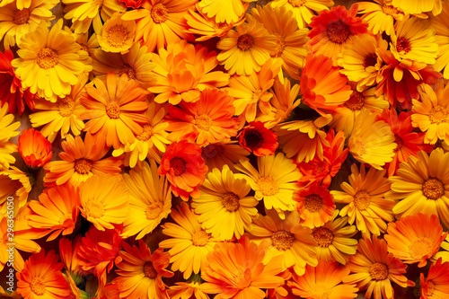 Calendula officinalis, the pot marigold, ruddles, common marigold or Scotch marigold. Many marigold flowers as an orange background. © Ilmar