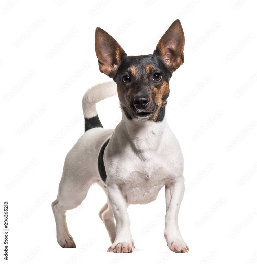 Jack Russell Terrier standing against white background