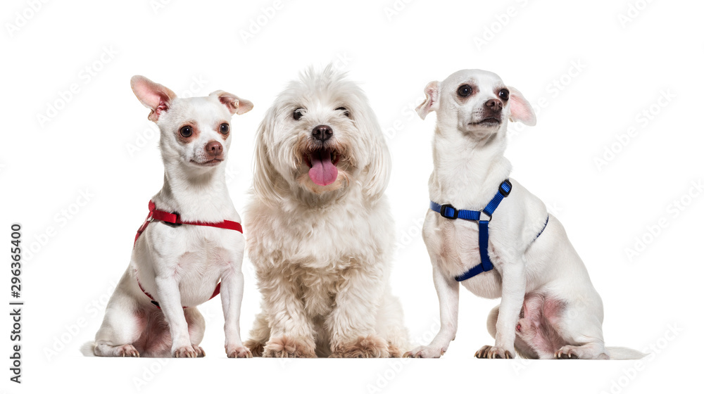 Chihuahua dogs and maltese sitting against white background Chihuahua dogs and maltese sitting against white background