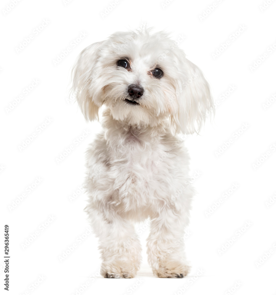 Maltese standing against white background