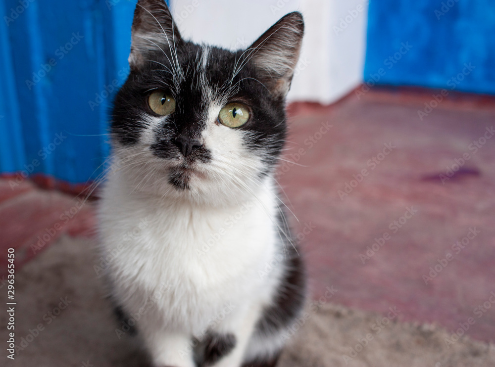 Portrait of a black and white cat sitting and looking at the camera on the red floor. Portrait of a black and white cat sitting and looking at the camera on the red floor.