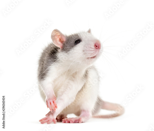 Young Rat against white background