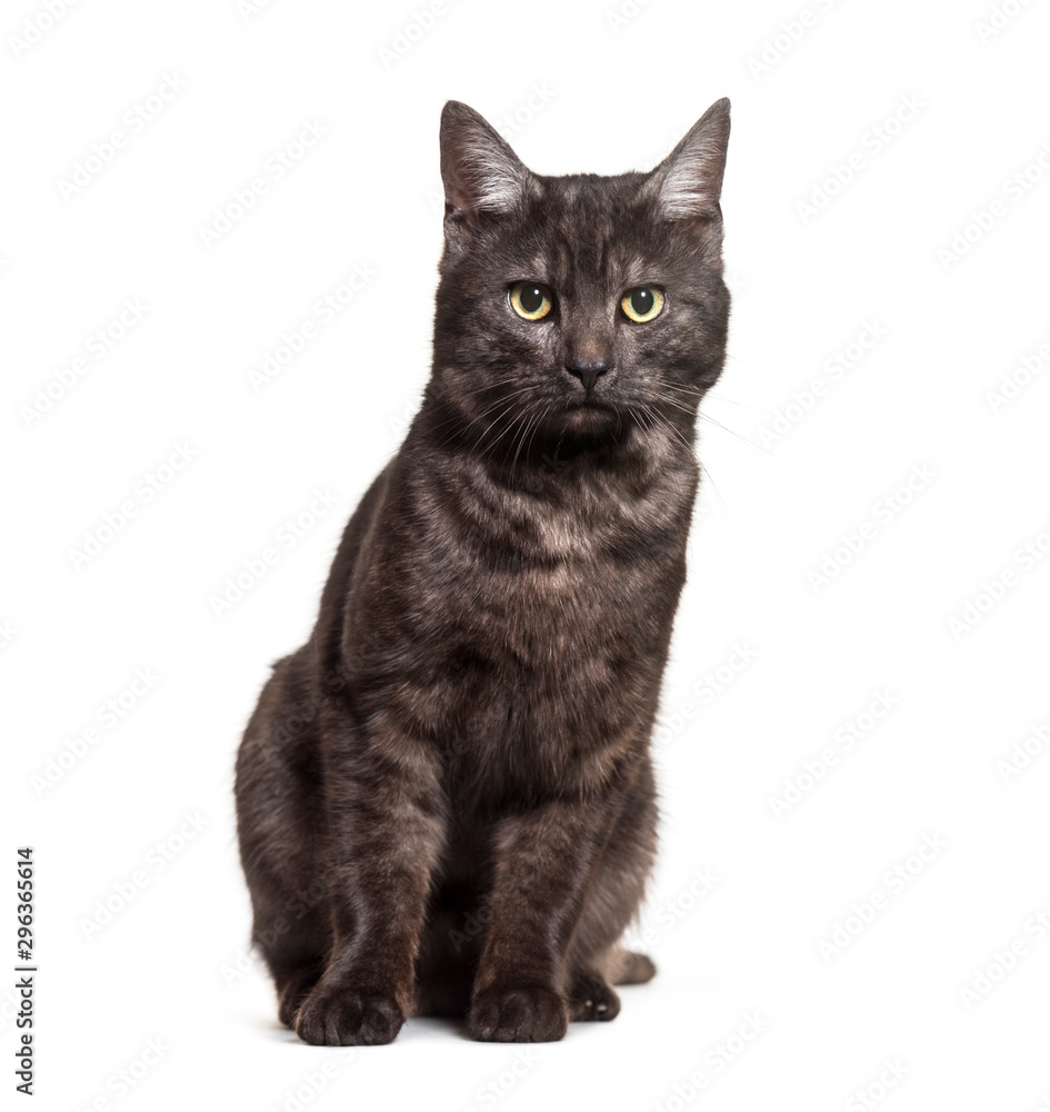 Mixed-breed domestic cat sitting against white background