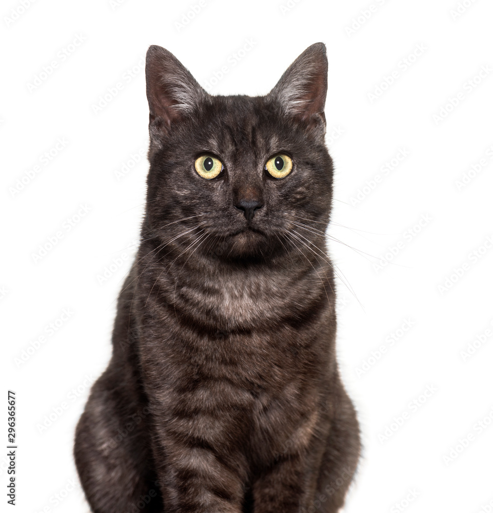 Mixed-breed domestic cat against white background