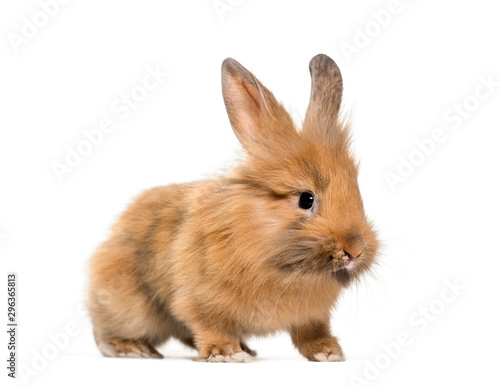Young Lionhead rabbit, four months old standing against
