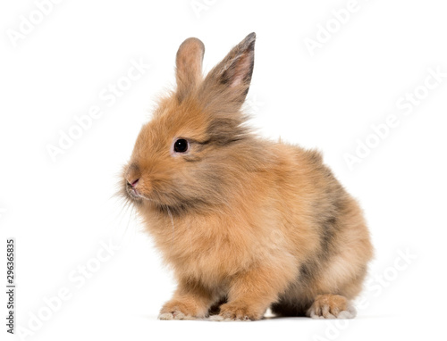 Young Lionhead rabbit, four months old sitting against white
