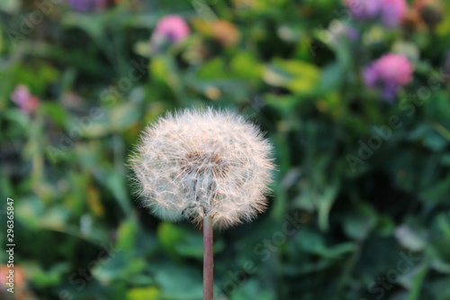 dandelion in the grass