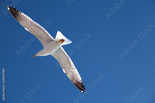 Sea gull on a background of blue sky.