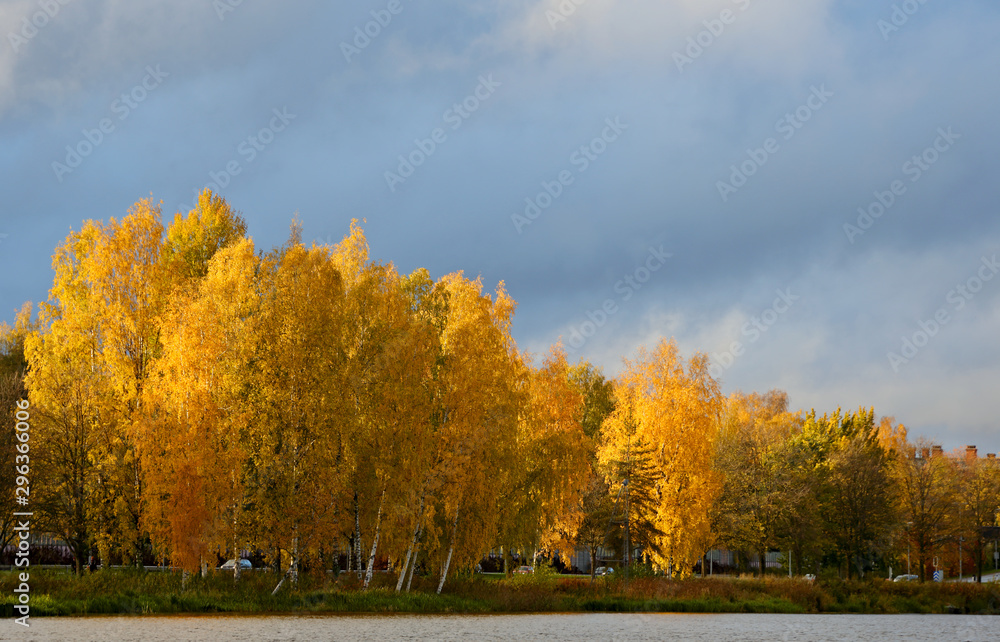 An autumnal landscape with yellow trees and steely and cloudy sky.