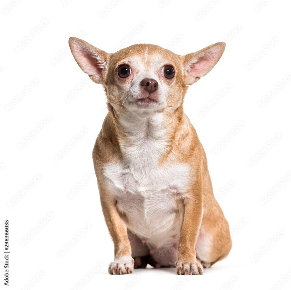 Chihuahua dog sitting against white background