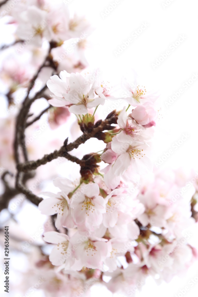 ふくふく地蔵の桜