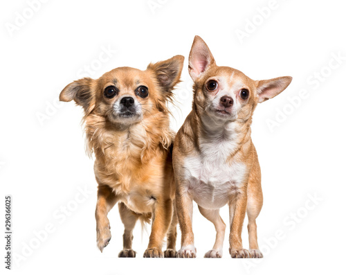 Chihuahua dogs standing against white background © Eric Isselée