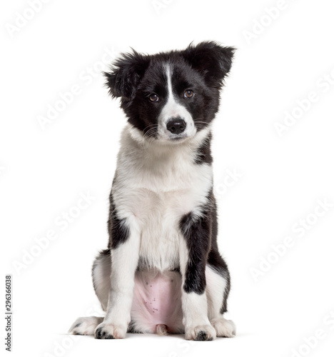 Three months old puppy black and white Border Collie sitting aga