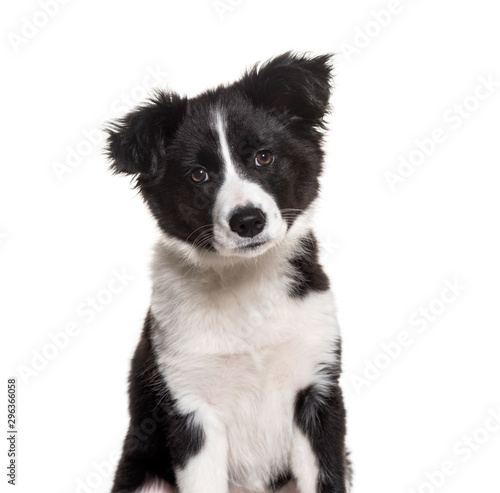 Fototapeta Naklejka Na Ścianę i Meble -  Three months old puppy black and white Border Collie dog sitting