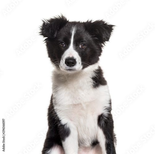 Three months old puppy black and white Border Collie dog sitting