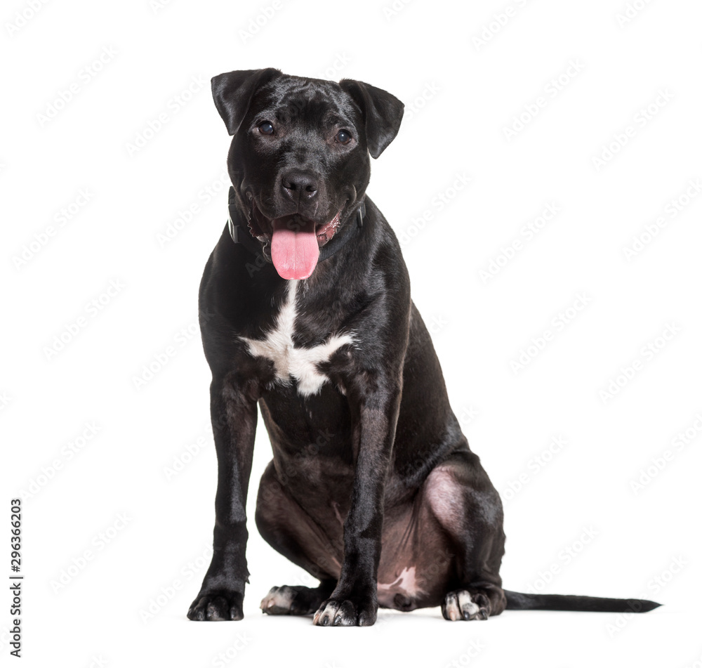 Mixed-breed dog sitting against white background