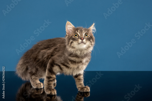 Explore new territory. Young cat or kitten sitting in front of a blue background. Flexible and pretty pet. Studio shot of animal. © master1305