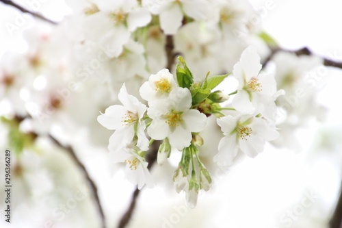 Wallpaper Mural ふくふく地蔵の桜 Torontodigital.ca