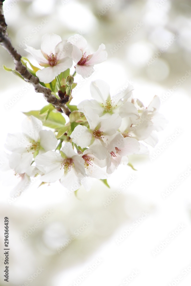ふくふく地蔵の桜