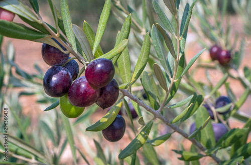 black olives on branch