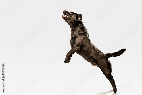 Jump high as he can. Chocolate labrador retriever dog in the studio. Indoor shot of young pet. Funny puppy over white background.