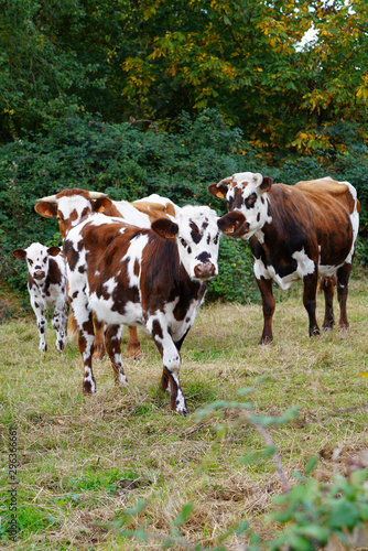 Animal ferme vache 326 © Nicolas Dieppedalle