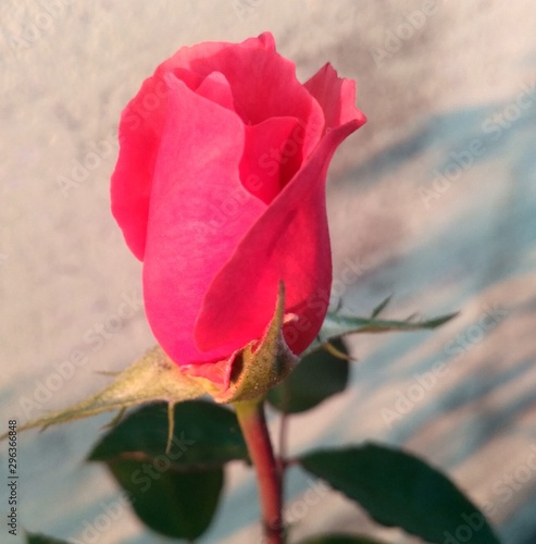 red rose blooming on home garden.