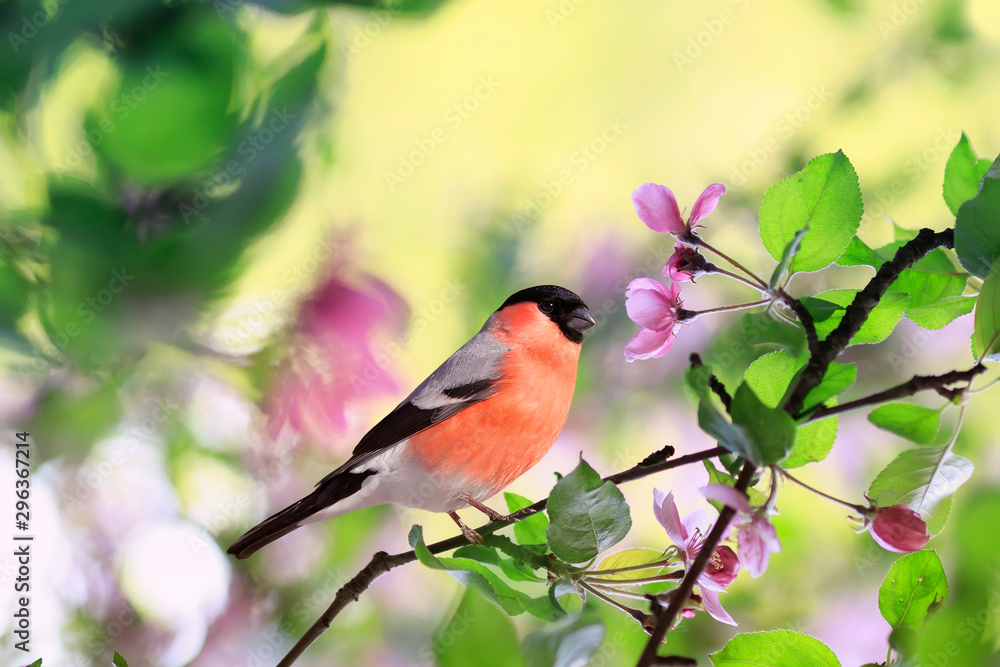 Obraz premium bright bullfinch bird sits on a branch of an Apple tree with pink flowers in a may Sunny garden