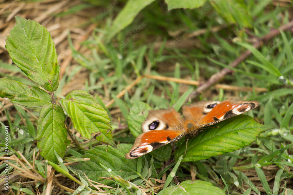 Papillon rouge posé sur une feuille Papillon rouge posé sur une feuille