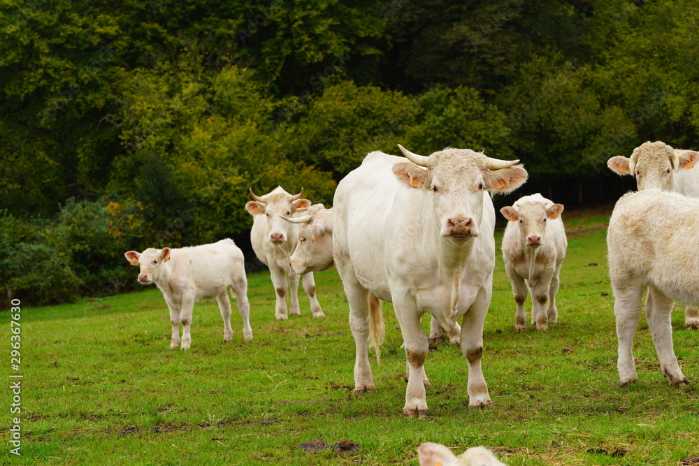 Animal ferme vache 345 Animal ferme vache 345