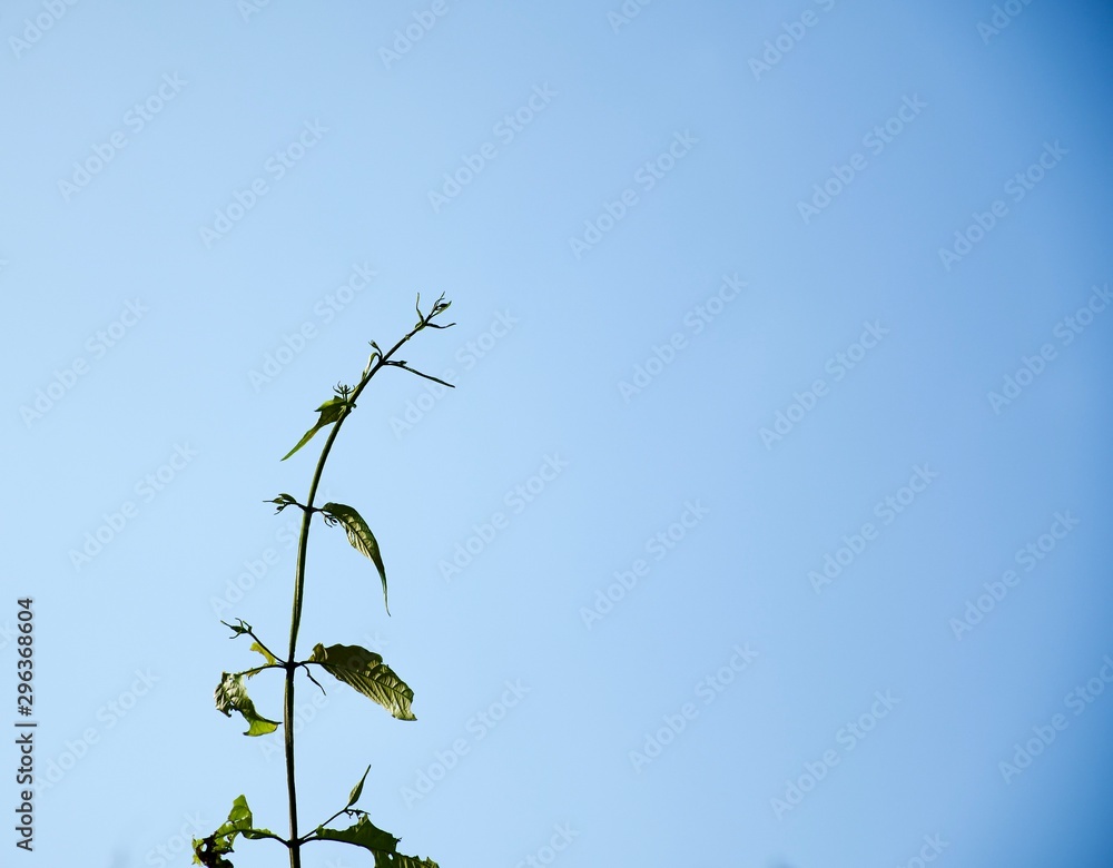 Obraz premium Walking through to the forrest 