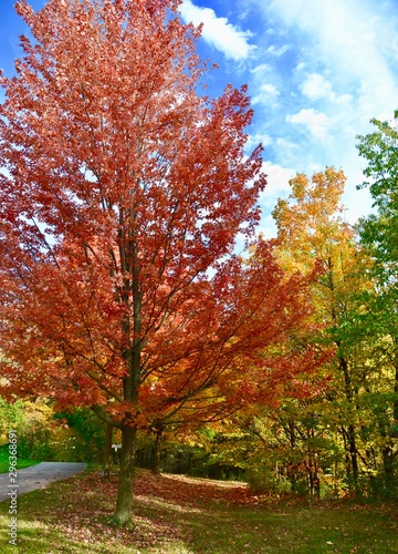 Colourful red Maple Trees in the Park