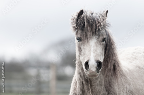 Obraz na plátně Beatiful dun colored pony looking directly towards camera