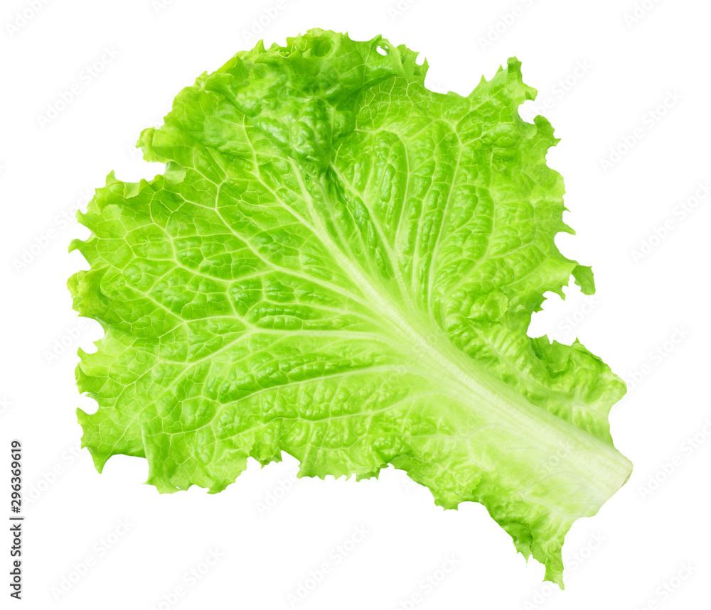 one lettuce leaf isolated on a white background one lettuce leaf isolated on a white background