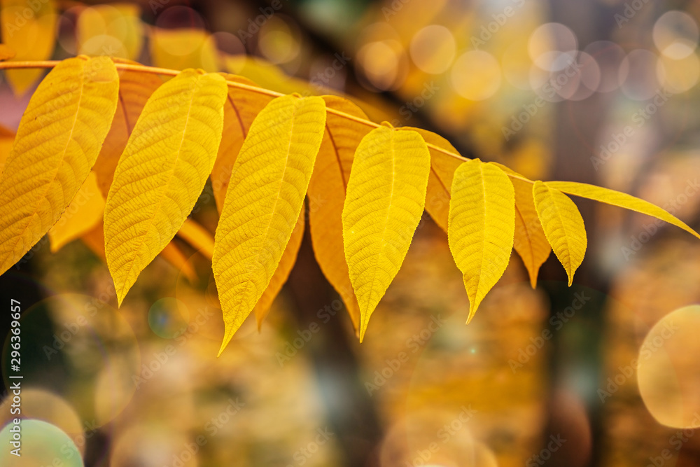 autumn background of yellowed leaves and sun flare, soft focus autumn background of yellowed leaves and sun flare, soft focus