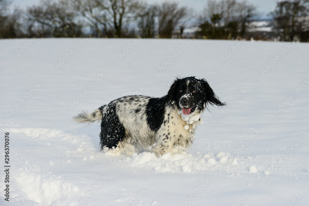 Pretty black and white spaniel playing happily outdoors on a snowy winters day.