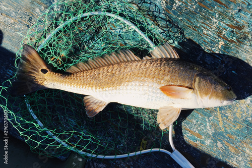 High angle view of common carp fish on fishing net