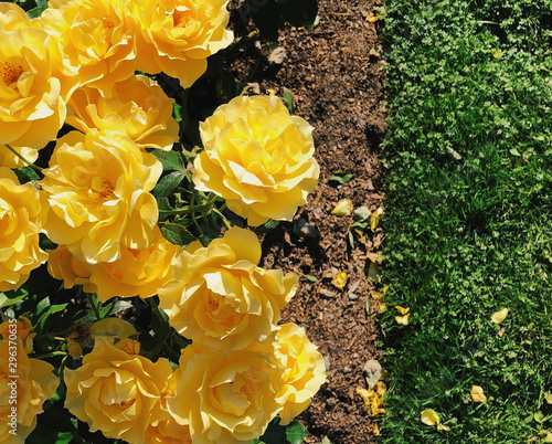 Close up view of yellow roses photo