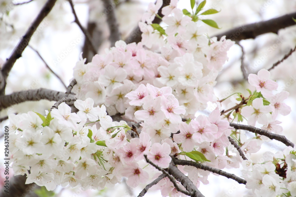 Obraz premium 太陽の広場の桜