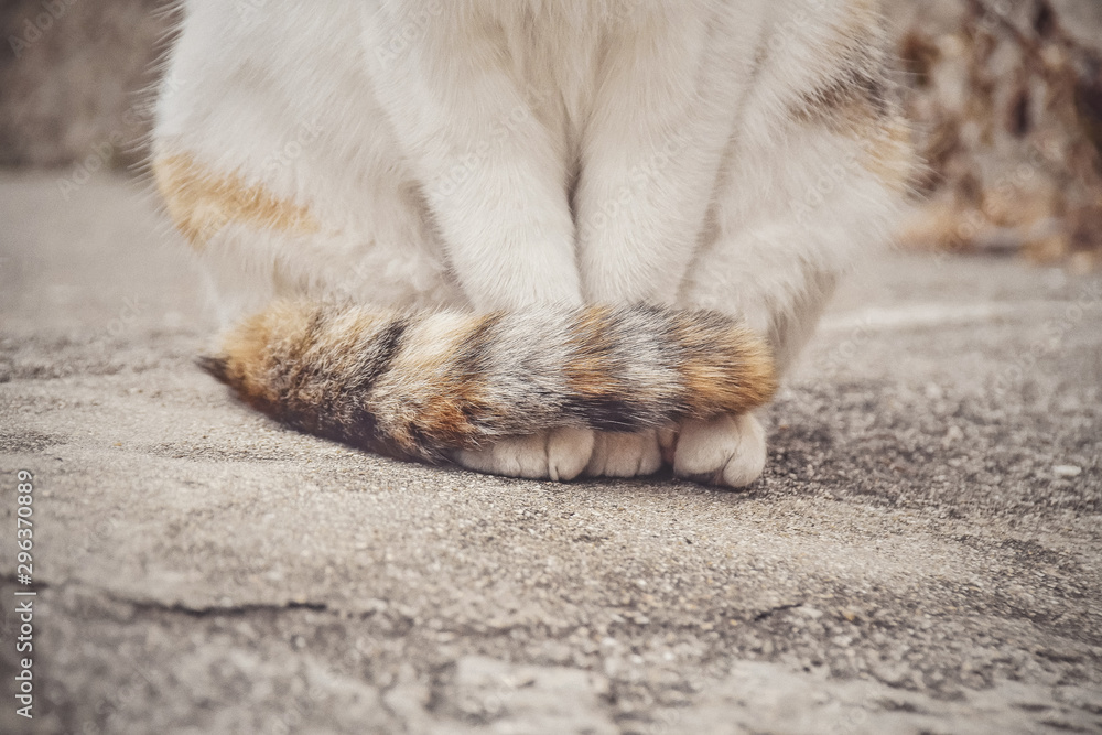 Close up of paws and tail of calico cat sitting outdoors Close up of paws and tail of calico cat sitting outdoors
