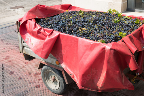 Photos freshly picked primitivo grape, transported by truck to a cellar to check the weight and sugar content