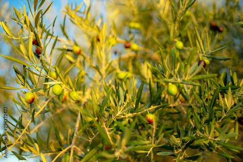 olive tree, detail © Darko Horvatic