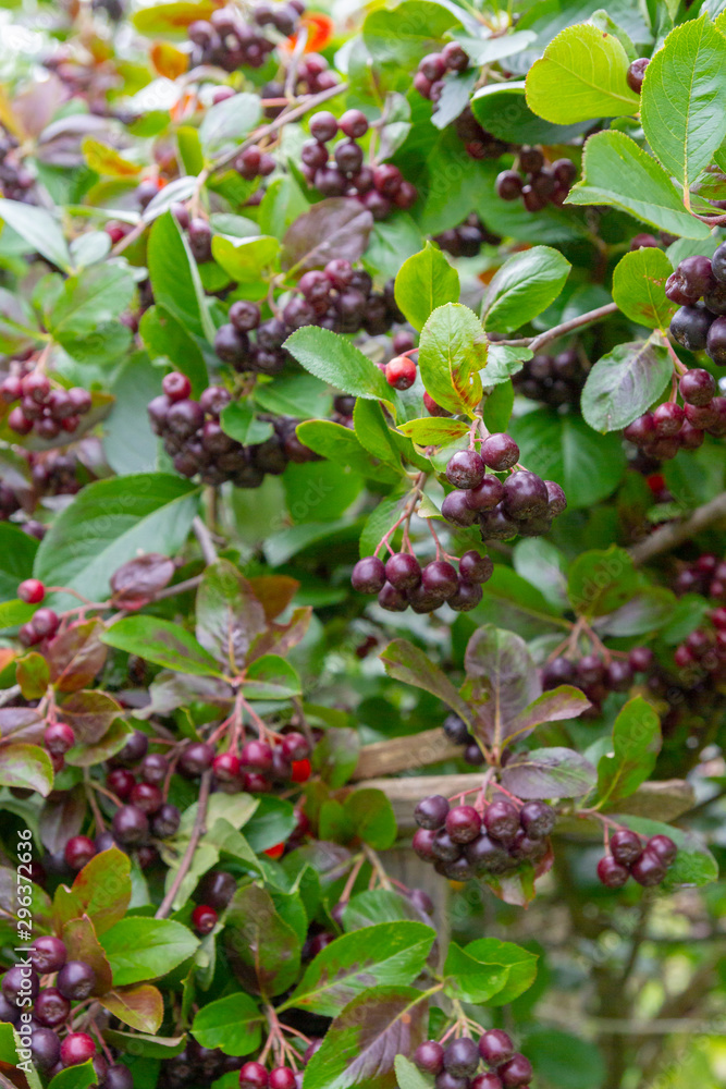 Chokeberry grows on a Bush in late summer Chokeberry grows on a Bush in late summer