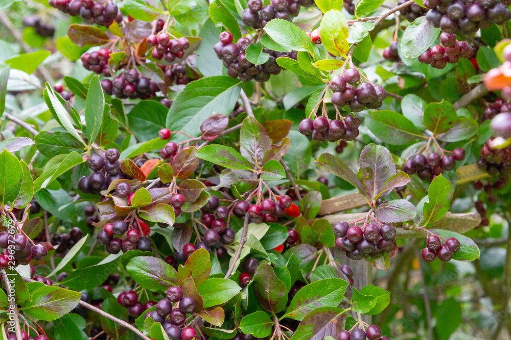 Chokeberry grows on a Bush in late summer Chokeberry grows on a Bush in late summer