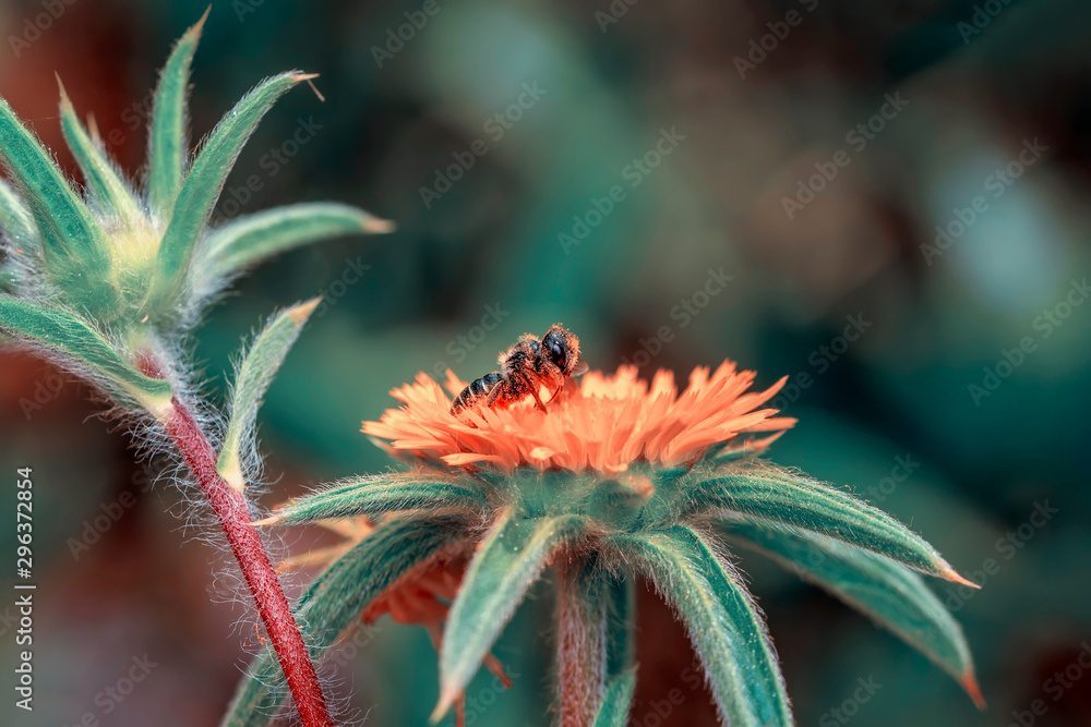 Image of bee or honeybee on yellow flower collects nectar. Golden honeybee on flower pollen with space blur background for text. Insect. Animal Image of bee or honeybee on yellow flower collects nectar. Golden honeybee on flower pollen with space blur background for text. Insect. Animal