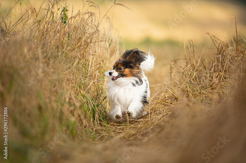 Happy and crazy papillon dog running fast in the field. Cute dog breed continental toy spaniel having fun outdoors